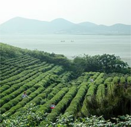  铁观音是哪个省的 铁观音生产的原产地是哪里