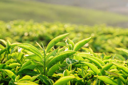  饮用绿茶必须知道的注意事项有哪些