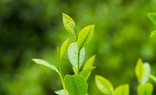  茅山青峰的饮茶禁忌与注意事项 茅山青峰可以空腹喝茶吗 喝茶时能吃药吗