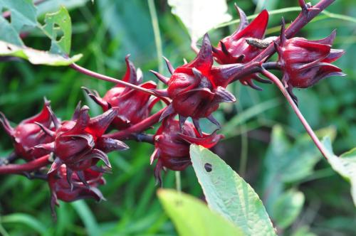  洛神花茶有副作用吗 洛神花茶的副作用是什么