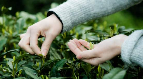 西湖龙井茶鉴别