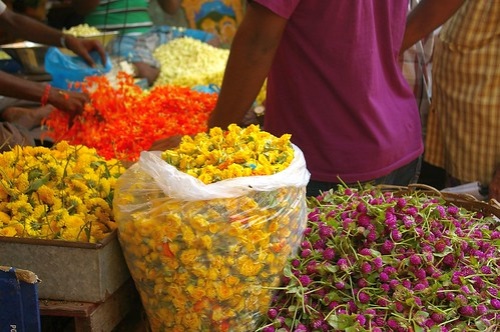 贡菊花茶的价格