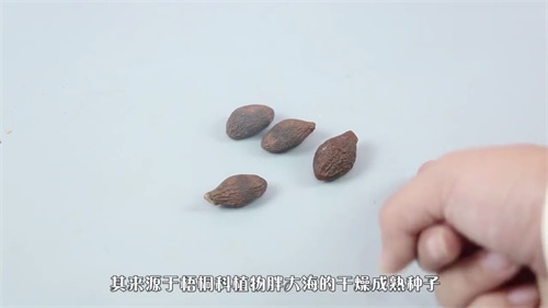 徐其修胖大海茶的功效及其饮用方法