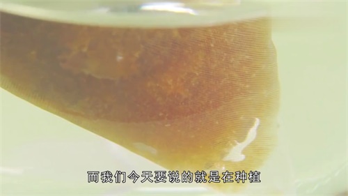 玉蝴蝶和胖大海的功效与作用及其饮用方法