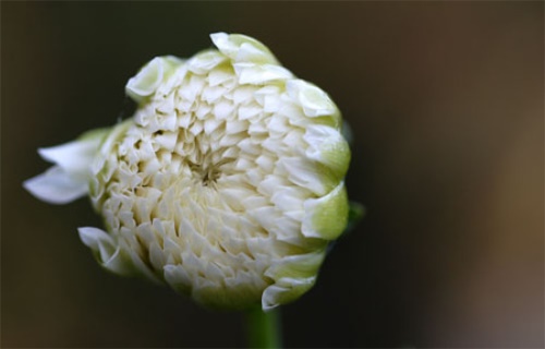 雪菊花茶的价格