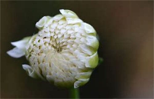 黄山野菊花茶的价格