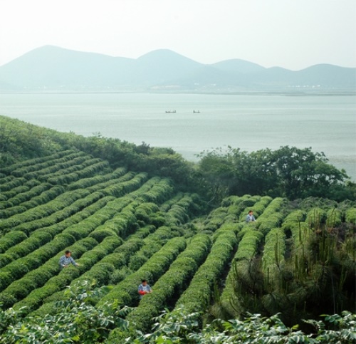 黑枸杞菊花茶的功效与作用及禁忌